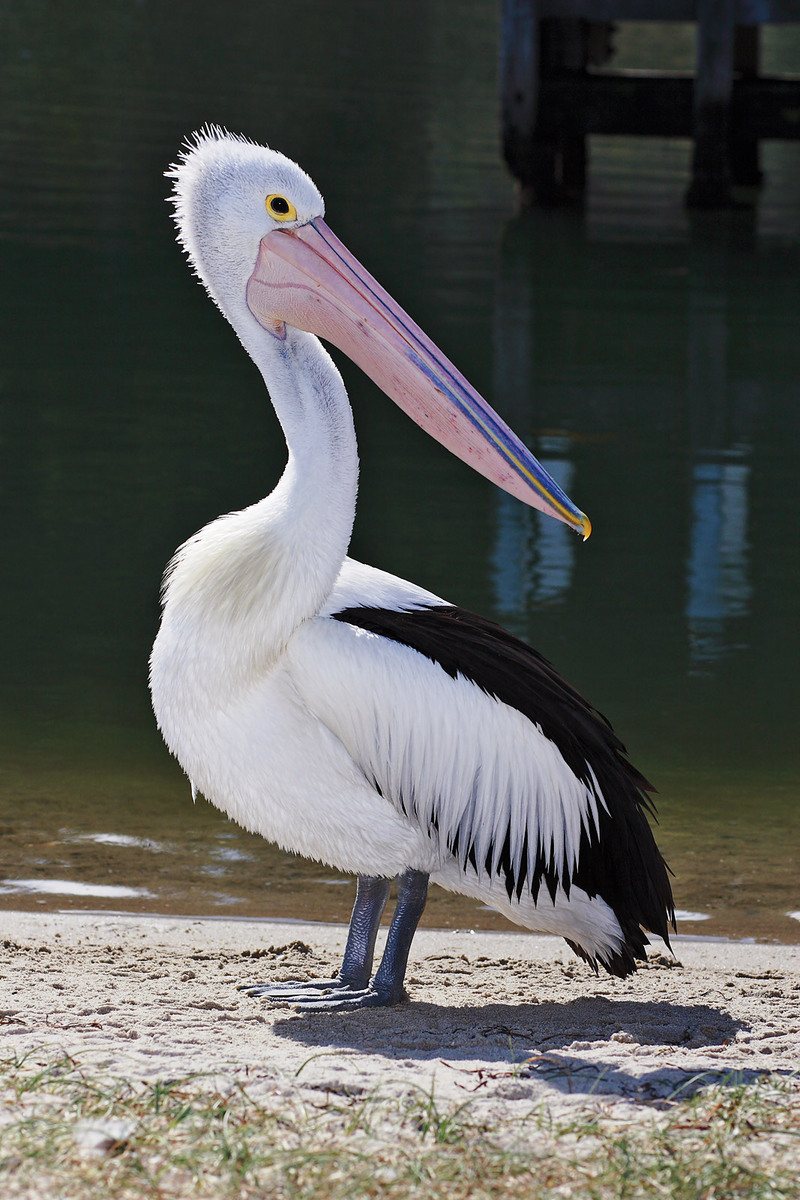 Australian Pelican (Pelecanus conspicillatus) - Wiki; DISPLAY FULL IMAGE.