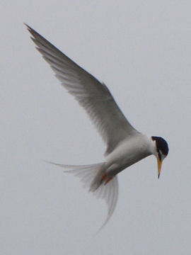 Little Tern (Sternula albifrons) - Wiki; Image ONLY