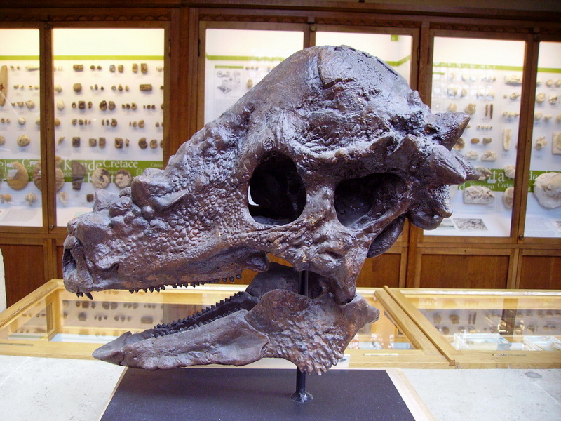 Pachycephalosaurus - Wiki; DISPLAY FULL IMAGE.