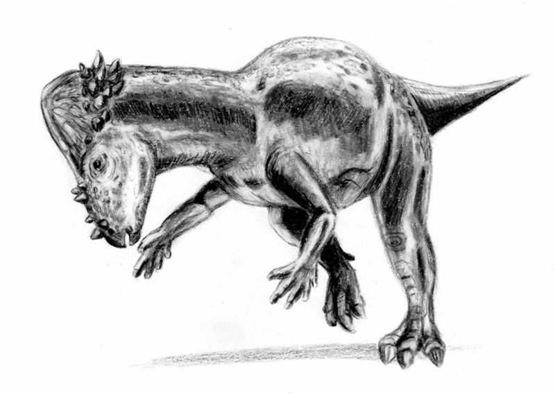Pachycephalosaurus; DISPLAY FULL IMAGE.