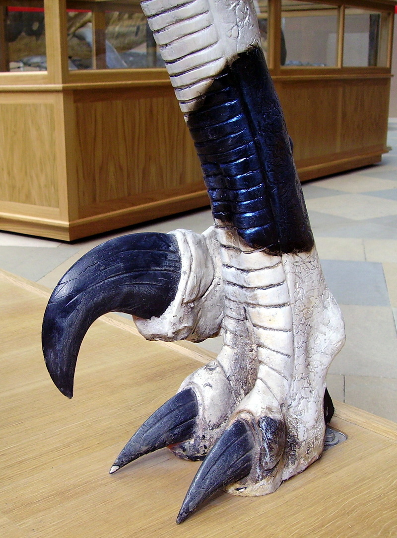 Utahraptor foot; DISPLAY FULL IMAGE.