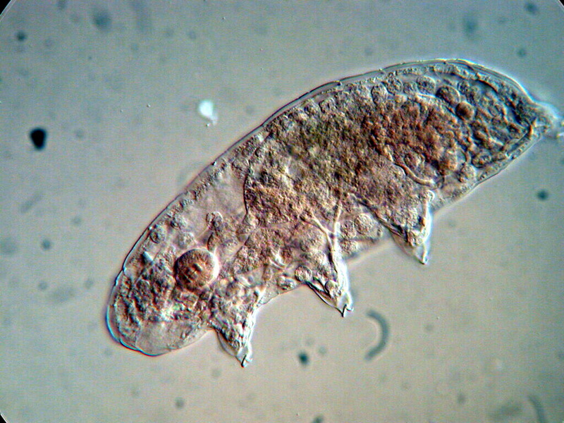 Tardigrade / Water Bear (Hypsibius); DISPLAY FULL IMAGE.