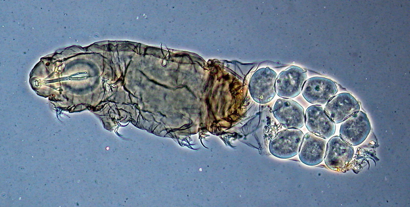 Tardigrade / Water Bear (Dactylobiotus parthenogeneticus); DISPLAY FULL IMAGE.