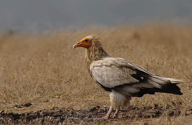 Egyptian Vulture (Neophron percnopterus) - Wiki; Image ONLY