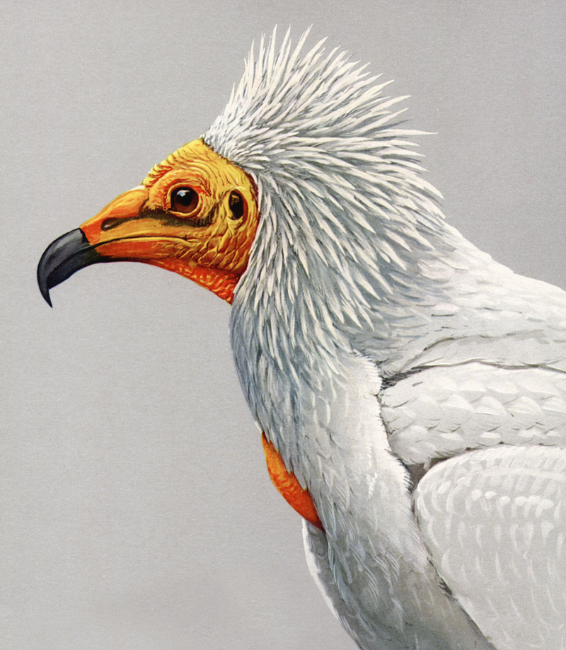 Egyptian Vulture (Neophron percnopterus) - watercolor painting; DISPLAY FULL IMAGE.