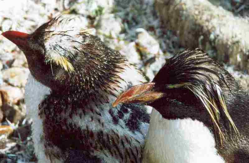Southern Rockhopper Penguin (Eudyptes chrysocome) - Wiki; DISPLAY FULL IMAGE.