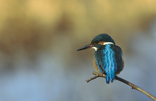 Common Kingfisher (Alcedo atthis) - Wiki; Image ONLY