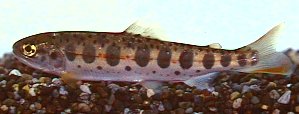 Land-locked salmon (Oncorhynchus masou) - Wiki; Image ONLY