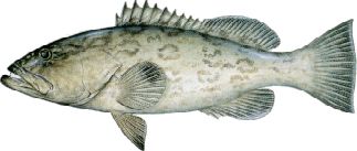 Gag Grouper (Mycteroperca microlepis) - Wiki; Image ONLY