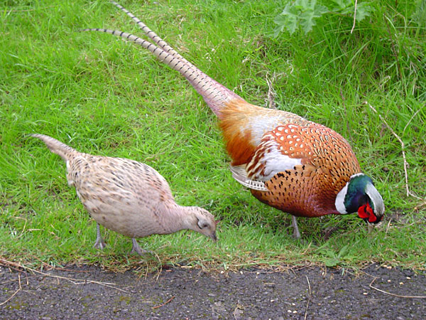 Ring-necked Pheasant (Phasianus colchicus) - Wiki; Image ONLY