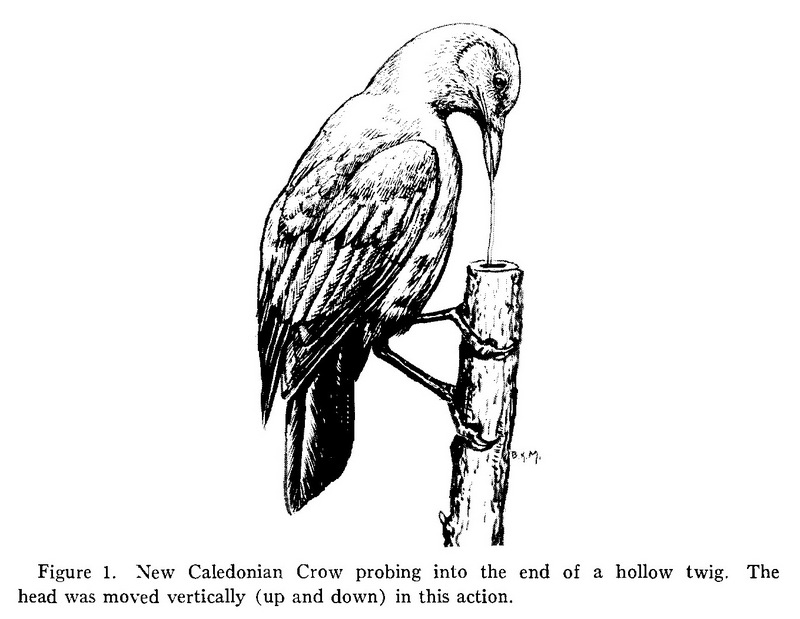 New Caledonian Crow (Corvus moneduloides) - Wiki; DISPLAY FULL IMAGE.