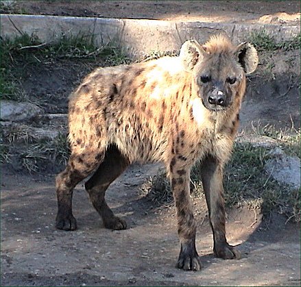 Spotted Hyena (Crocuta crocuta) - Wiki; Image ONLY
