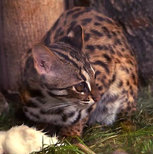 Leopard Cat (Prionailurus bengalensis) - Wiki; Image ONLY