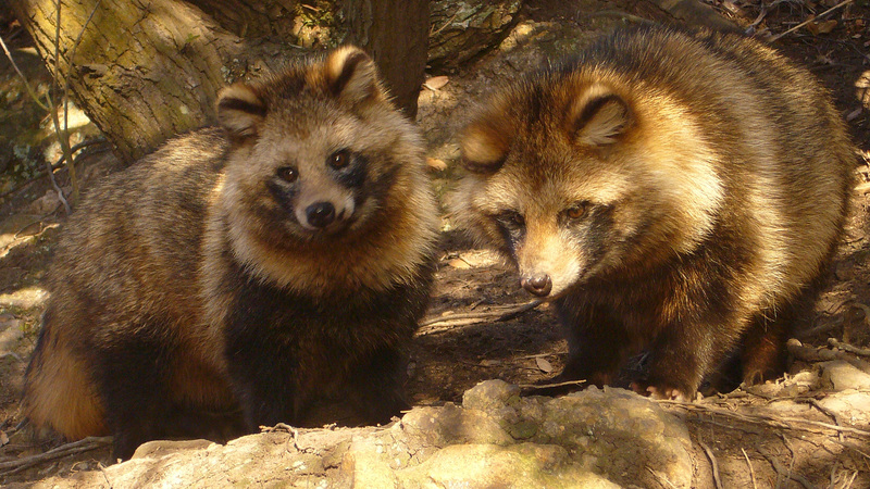 Raccoon Dog (Nyctereutes procyonoides) {!--일본 너구리--> - Wiki; DISPLAY FULL IMAGE.