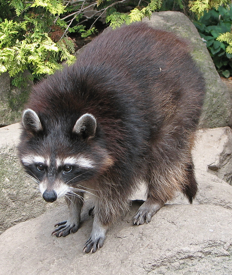 Northern Raccoon (Procyon lotor) {!--미국너구리--> - Wiki; DISPLAY FULL IMAGE.
