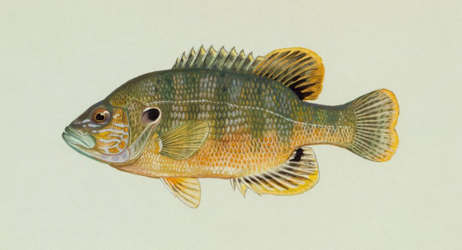 Green Sunfish (Lepomis cyanellus) - Wiki; Image ONLY