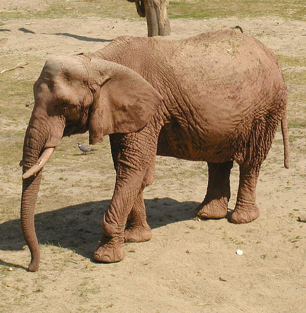 African Elephant (Loxodonta sp.) - Wiki; Image ONLY