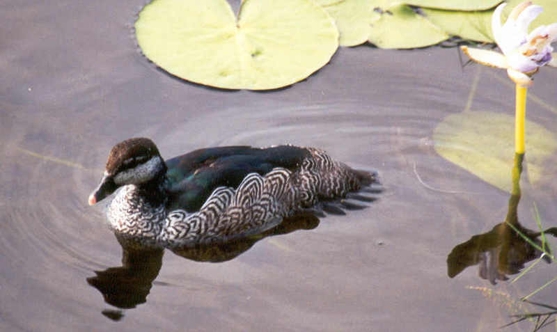 Green Pygmy Goose (Nettapus pulchellus) - Wiki; DISPLAY FULL IMAGE.