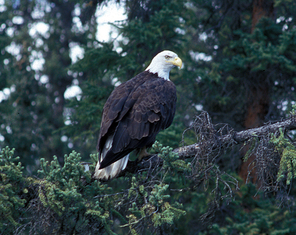 Bald Eagle (Haliaeetus leucocephalus) - Wiki; Image ONLY