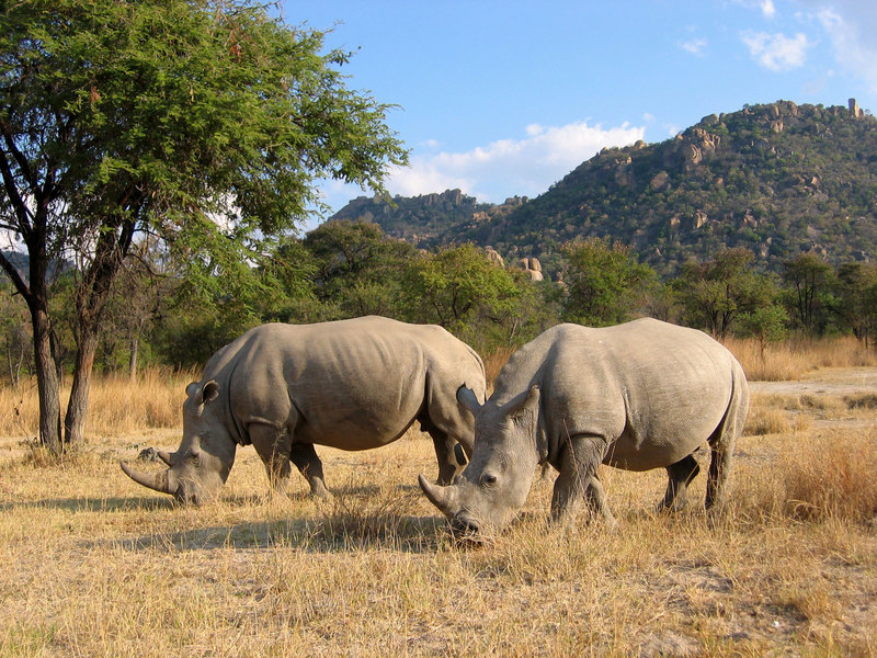 White Rhinoceros (Ceratotherium simum) - Wiki; DISPLAY FULL IMAGE.