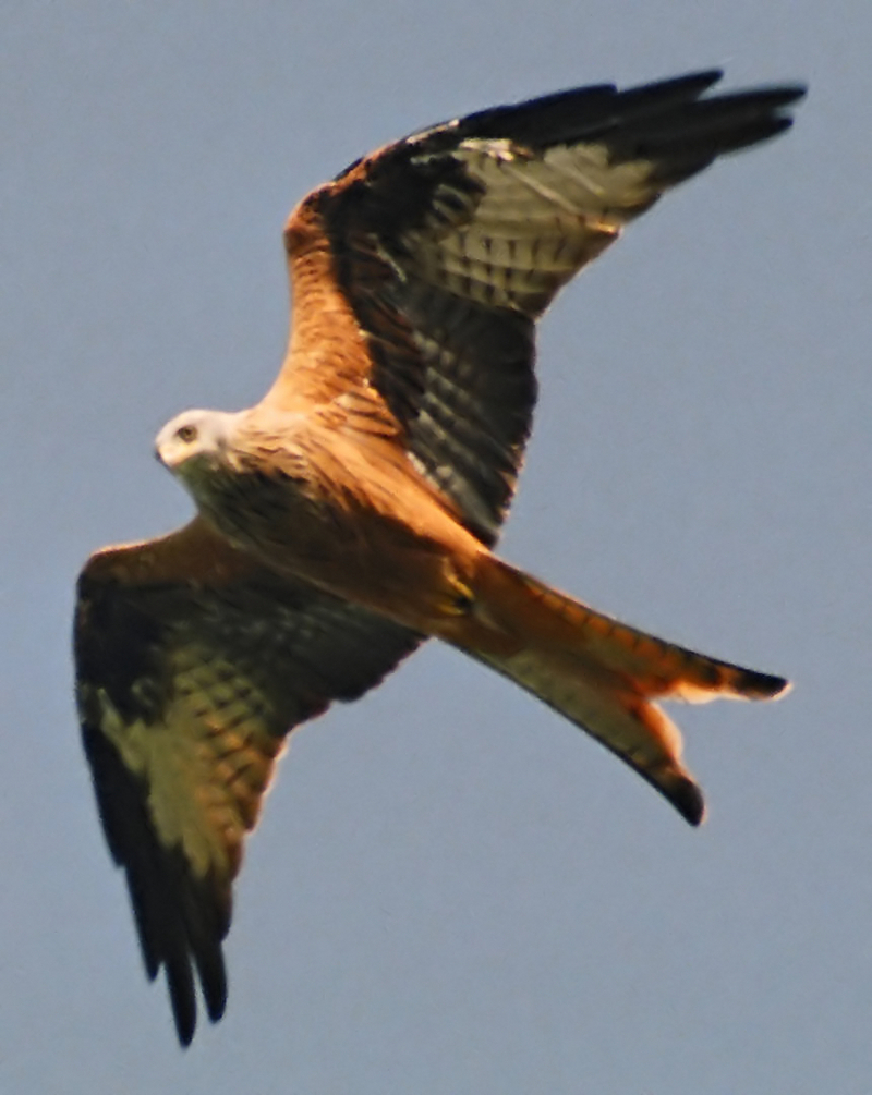 Red Kite (Milvus milvus) - Wiki; DISPLAY FULL IMAGE.