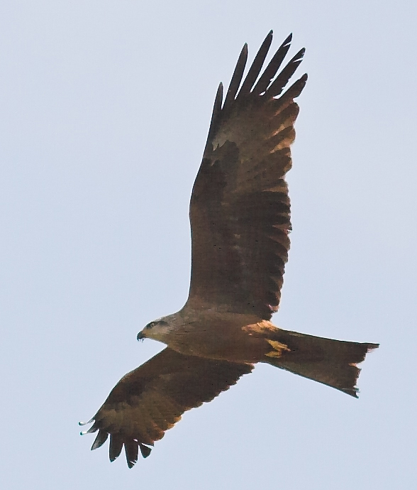 Black Kite (Milvus migrans) - Wiki; Image ONLY