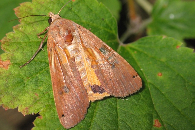 Large Yellow Underwing Moth (Noctua pronuba) - Wiki; DISPLAY FULL IMAGE.