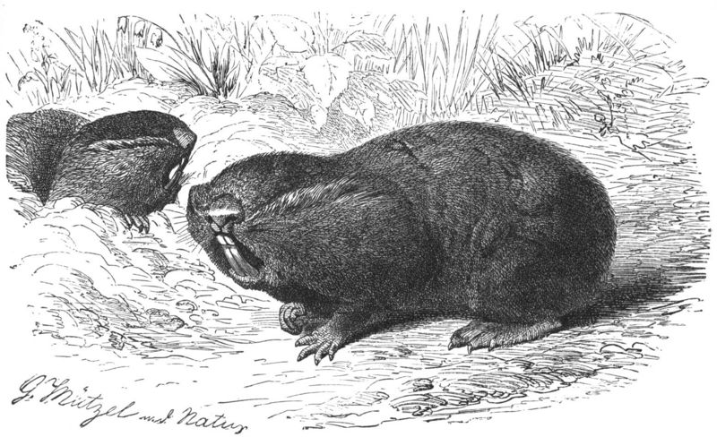 Blind Mole Rat (Spalacidae - Spalacinae) - Wiki; DISPLAY FULL IMAGE.
