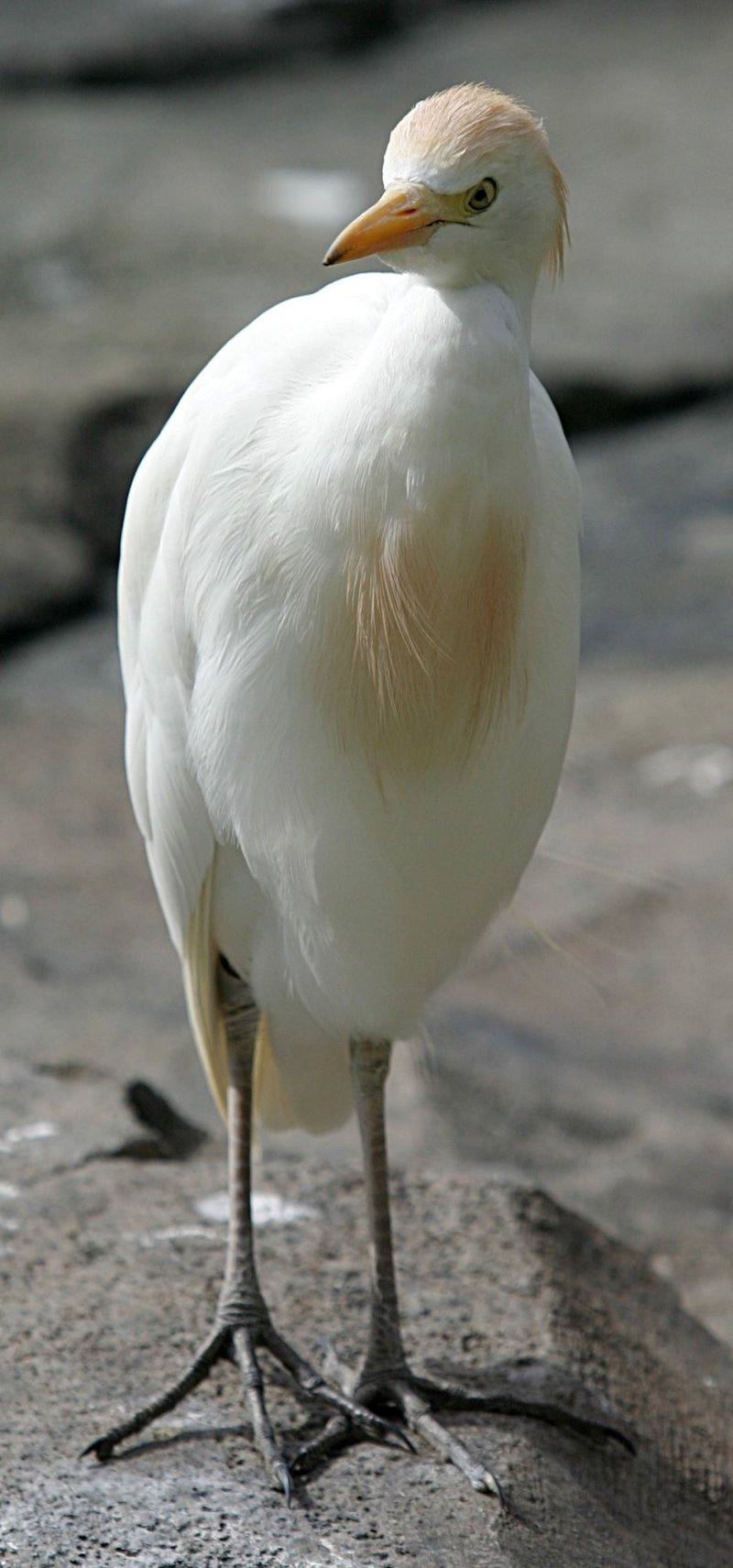 Cattle Egret (Bubulcus ibis) - Wiki; DISPLAY FULL IMAGE.