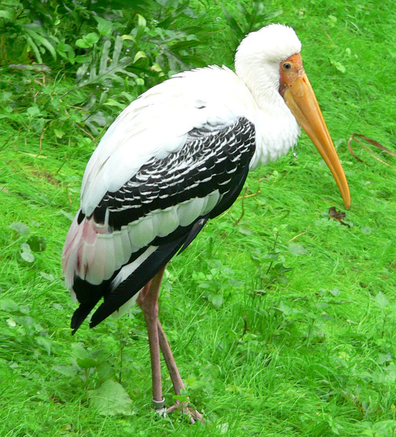 Painted Stork (Mycteria leucocephala) - Wiki; DISPLAY FULL IMAGE.