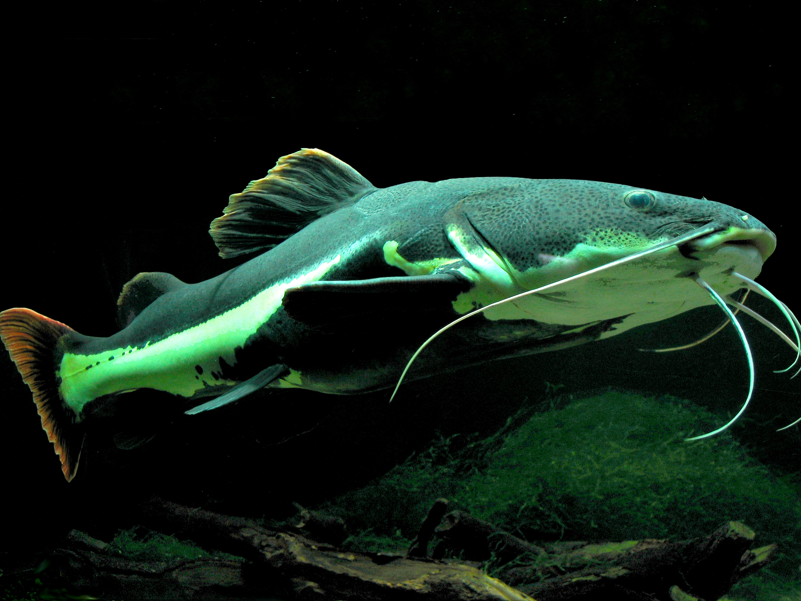 Redtail Catfish (Phractocephalus hemioliopterus) - Wiki; Image ONLY