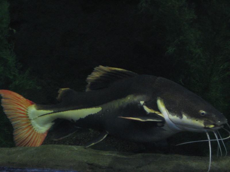 Redtail Catfish (Phractocephalus hemioliopterus); DISPLAY FULL IMAGE.