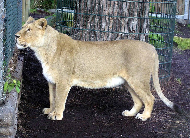 Asiatic Lion (Panthera leo persica) - Wiki; DISPLAY FULL IMAGE.
