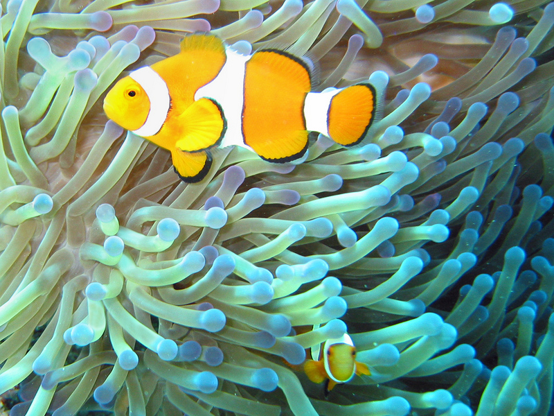 Magnificent Sea Anemone (Heteractis magnifica) - Wiki; DISPLAY FULL IMAGE.