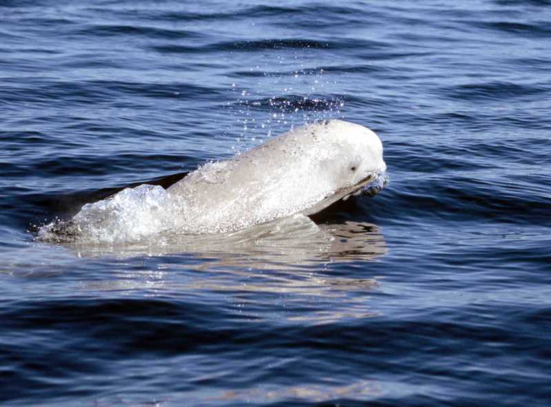 Beluga Whale / White Whale (Delphinapterus leucas) - Wiki; DISPLAY FULL IMAGE.