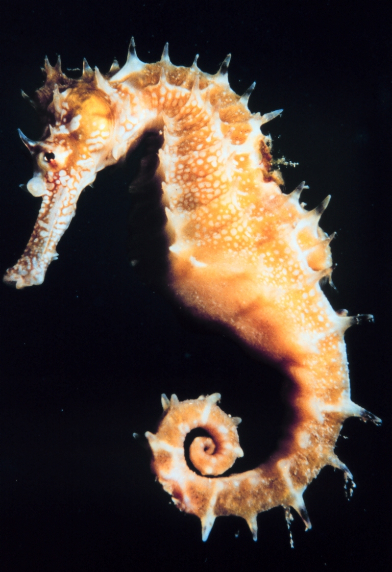 Seahorse (Hippocampus sp.) - Wiki; DISPLAY FULL IMAGE.
