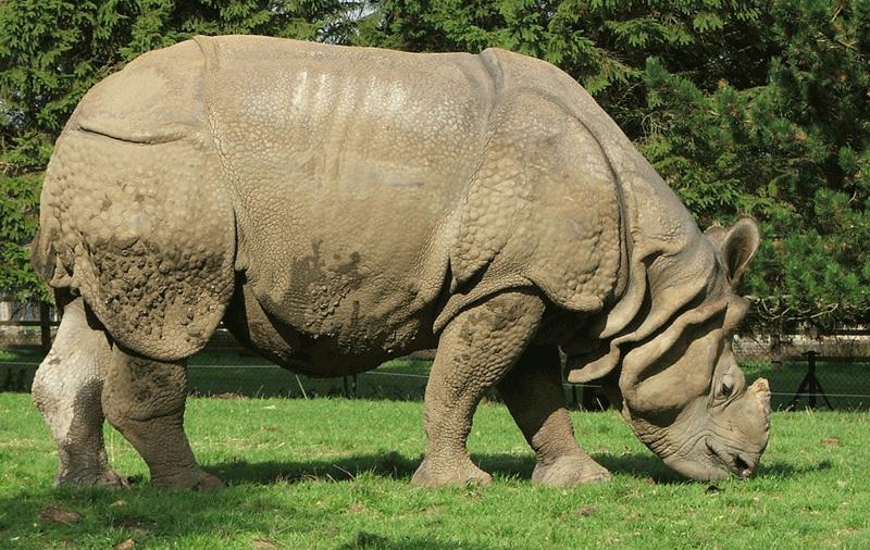 rhinoceros unicornis comiendo