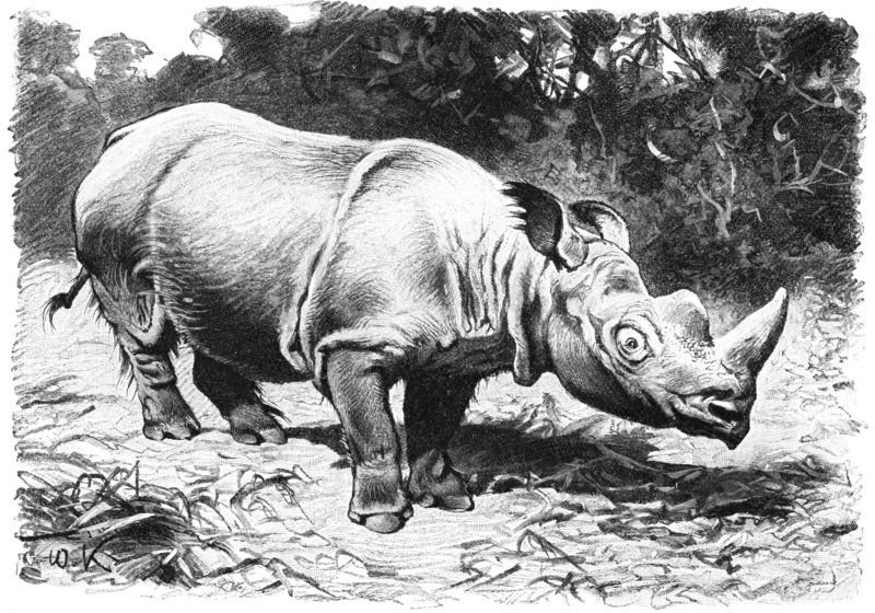 Sumatran Rhinoceros (Dicerorhinus sumatrensis) - Wiki; DISPLAY FULL IMAGE.
