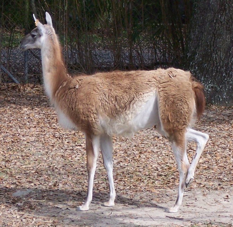 Guanaco (Lama guanicoe) - Wiki; DISPLAY FULL IMAGE.