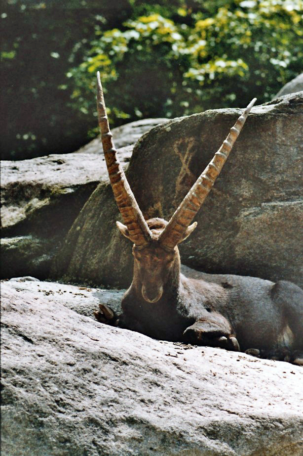 Alpine Ibex (Capra ibex) - Wiki; Image ONLY