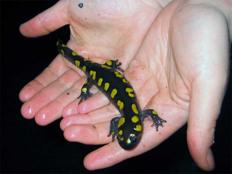 Spotted Salamander (Ambystoma maculatum) - Wiki; DISPLAY FULL IMAGE.