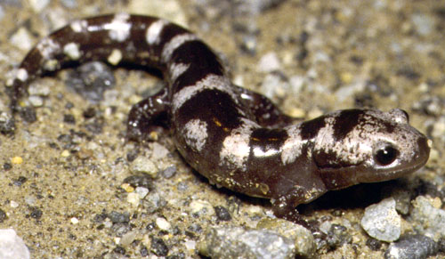 Marbled Salamander (Ambystoma opacum) - Wiki; Image ONLY