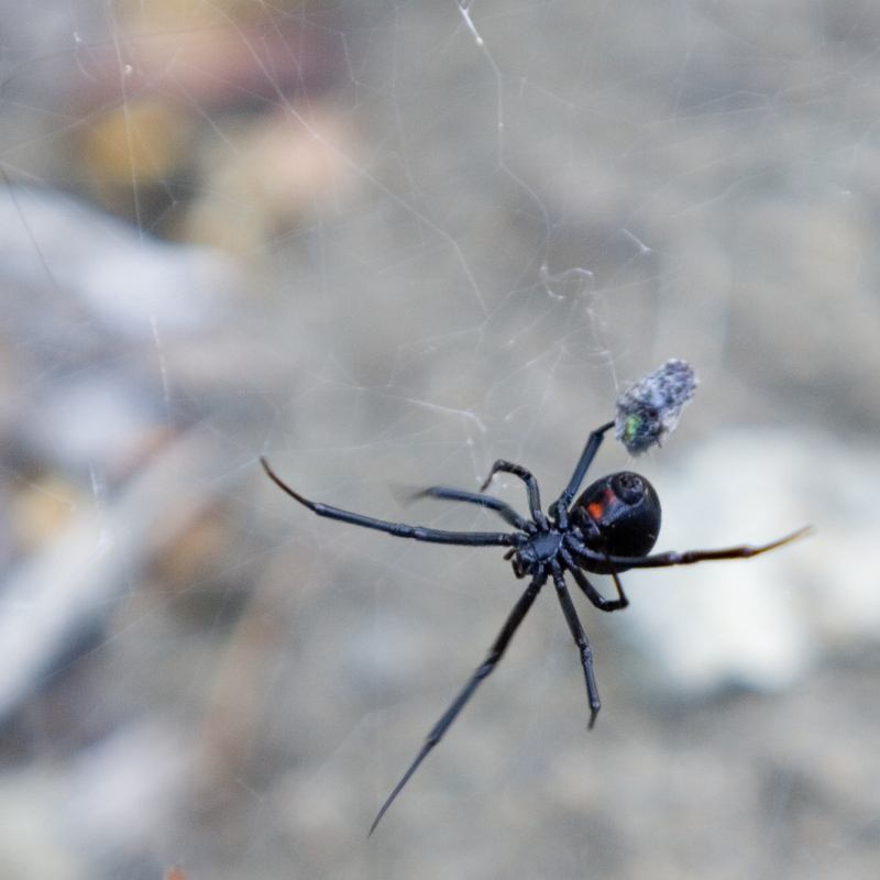 Black Widow Spider (Latrodectus sp.) - Wiki; DISPLAY FULL IMAGE.