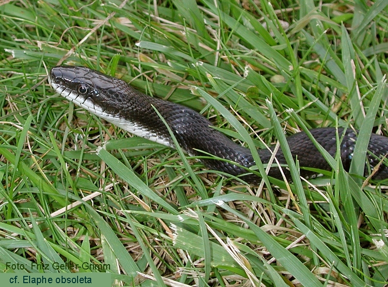 Black Ratsnake (Elaphe obsoleta) - Wiki; DISPLAY FULL IMAGE.