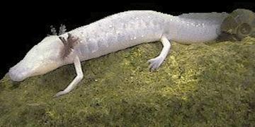 Texas Blind Salamander (Eurycea rathbuni) - Wiki; Image ONLY