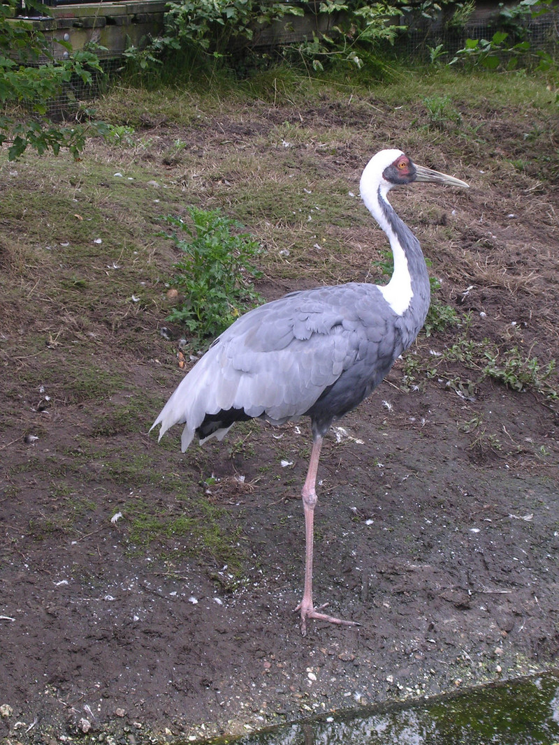 White-naped Crane (Grus vipio) - Wiki; DISPLAY FULL IMAGE.