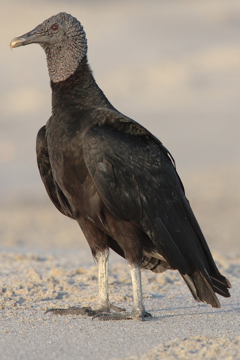 American Black Vulture (Coragyps atratus) - Wiki; DISPLAY FULL IMAGE.
