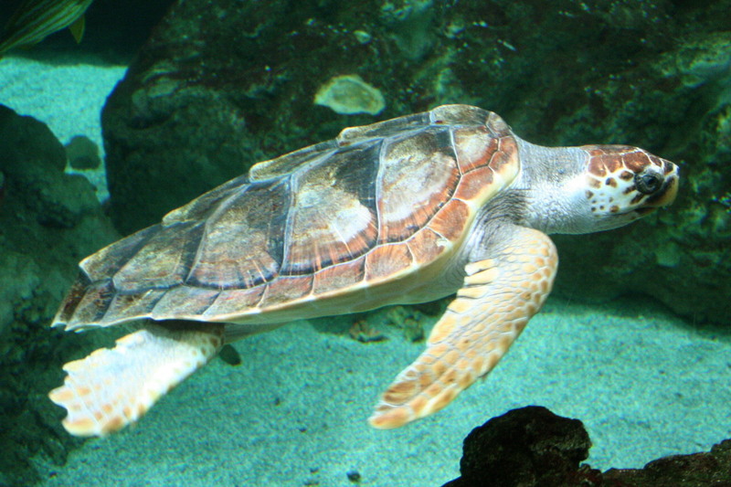 Loggerhead Sea Turtle (Caretta caretta) - Wiki; DISPLAY FULL IMAGE.