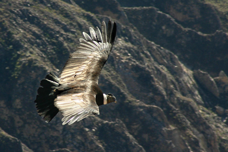 Andean Condor (Vultur gryphus) - Wiki; DISPLAY FULL IMAGE.