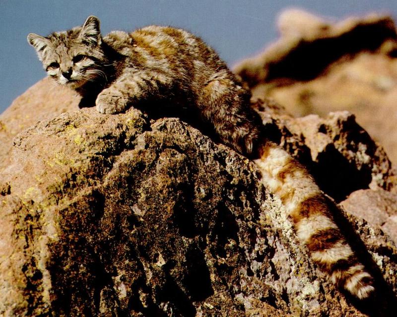 Andean Cat (Oreailurus jacobita) - Wiki; DISPLAY FULL IMAGE.